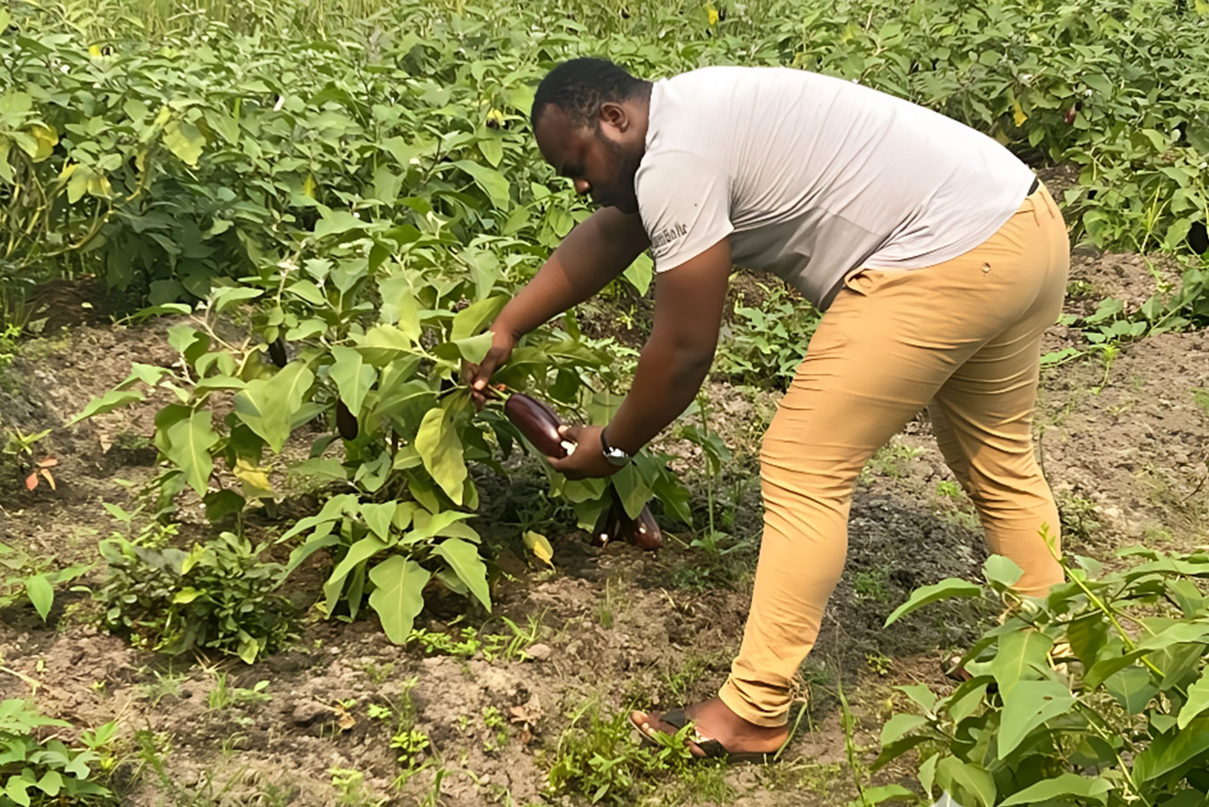 Fondacteur FOB-Wise Kipey